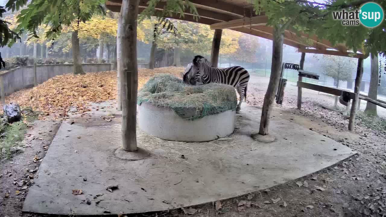 Web kamera uživo Zebras u ZOO Ljubljana – Slovenija