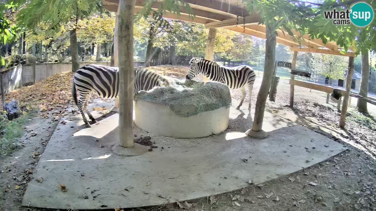 Camera en vivo Cebras in Ljubljana ZOO – Eslovenia