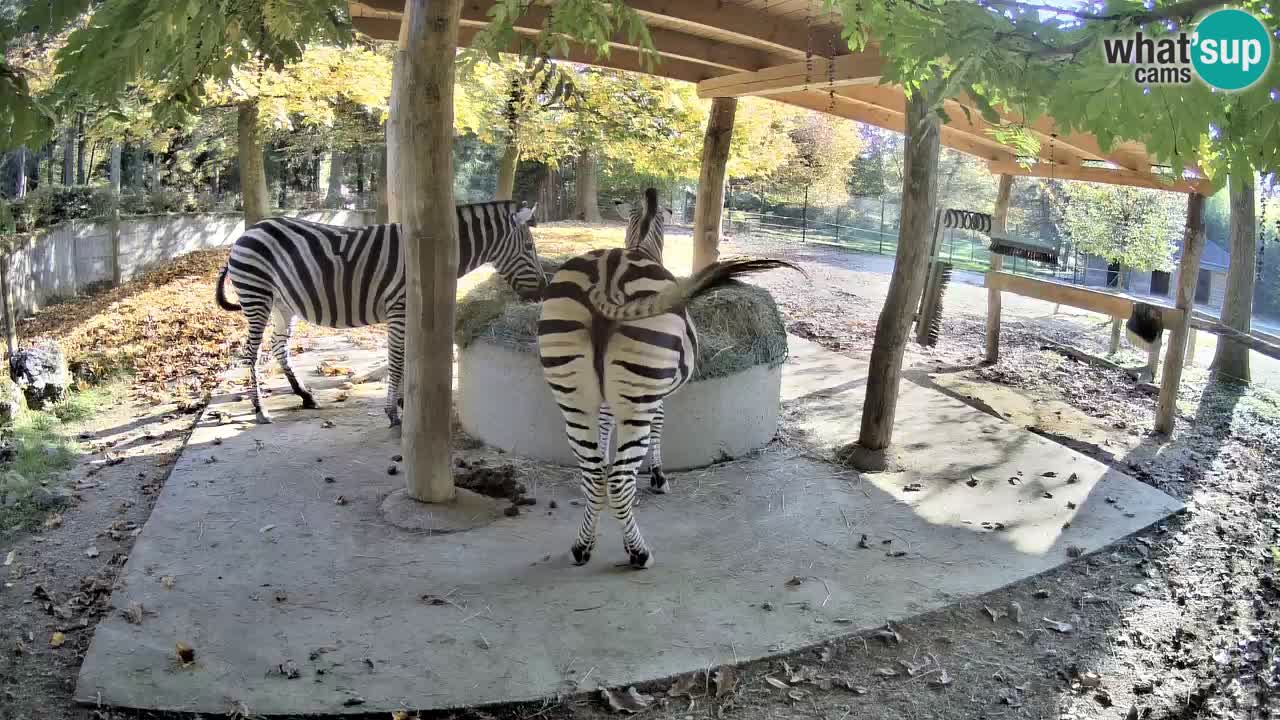 Zebre v živo v živalskem vrtu Ljubljana ZOO spletne kamere