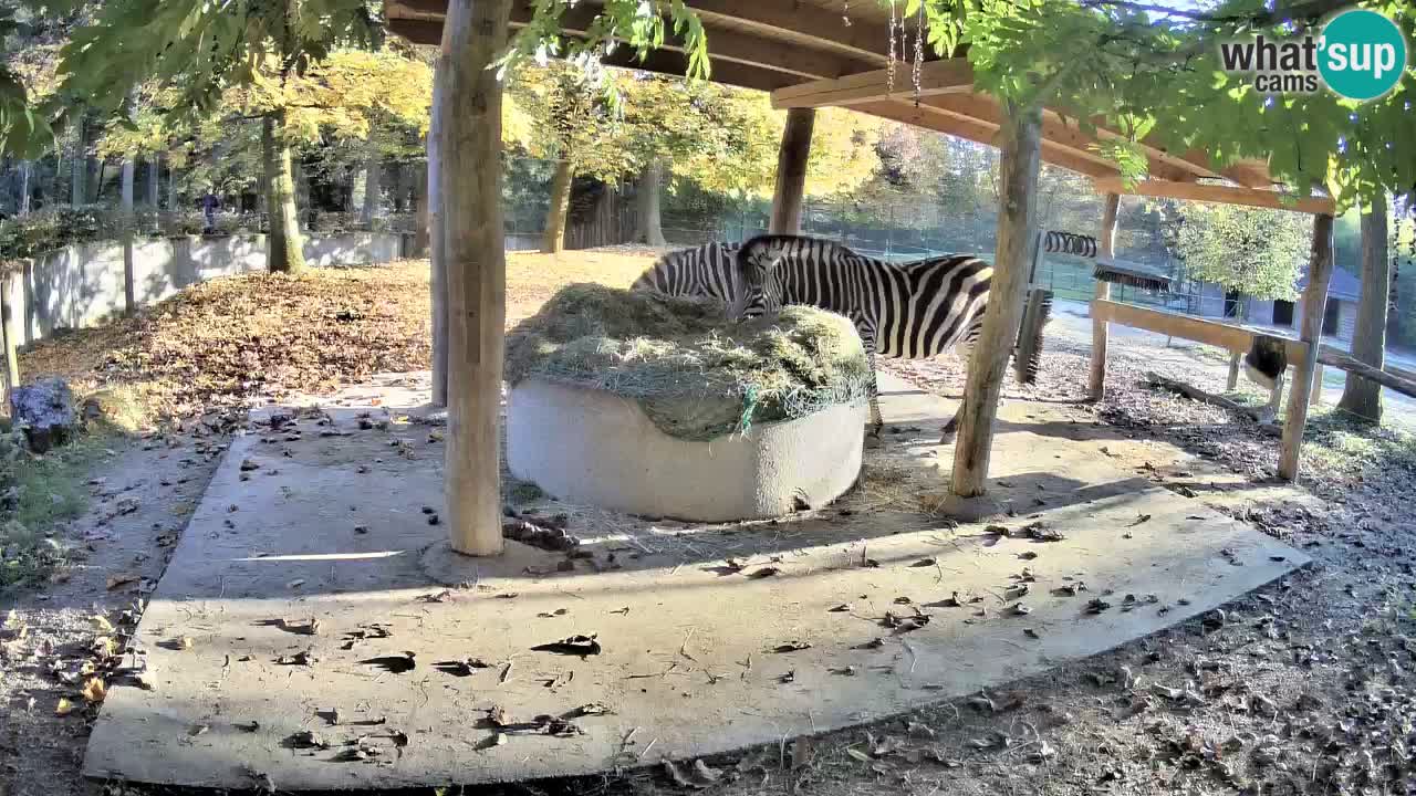 Zebre v živo v živalskem vrtu Ljubljana ZOO spletne kamere
