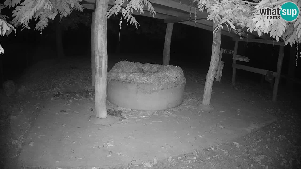 Live webcam Zebras in Ljubljana ZOO – Slovenia