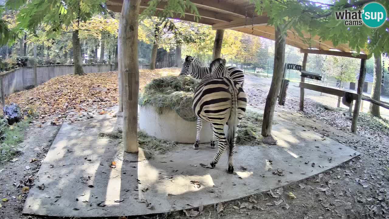 Zebre v živo v živalskem vrtu Ljubljana ZOO spletne kamere