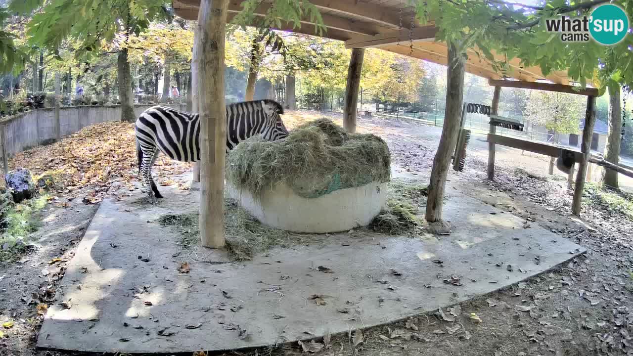 Web kamera uživo Zebras u ZOO Ljubljana – Slovenija