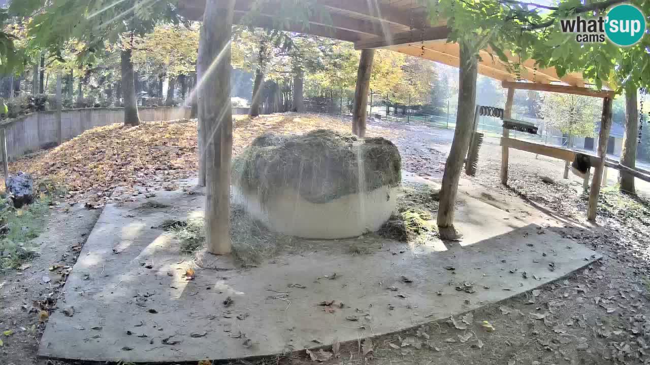 Zebre v živo v živalskem vrtu Ljubljana ZOO spletne kamere