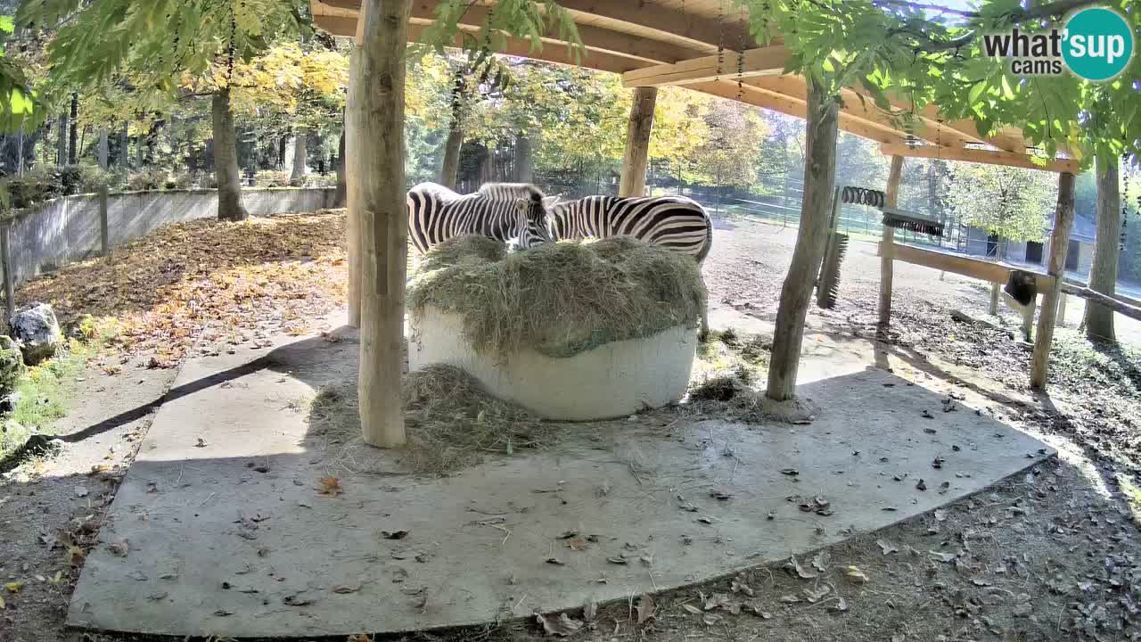 Zebre v živo v živalskem vrtu Ljubljana ZOO spletne kamere