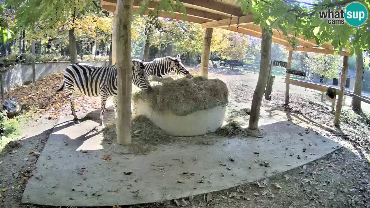 Le Zebre nello ZOO di Ljubljana – Slovenia Live webcam
