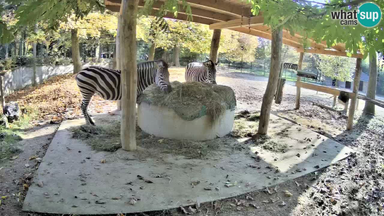 Live webcam Zebras in Ljubljana ZOO – Slovenia