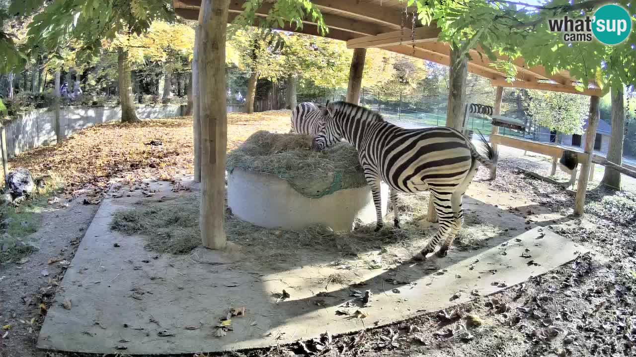 Zebre v živo v živalskem vrtu Ljubljana ZOO spletne kamere