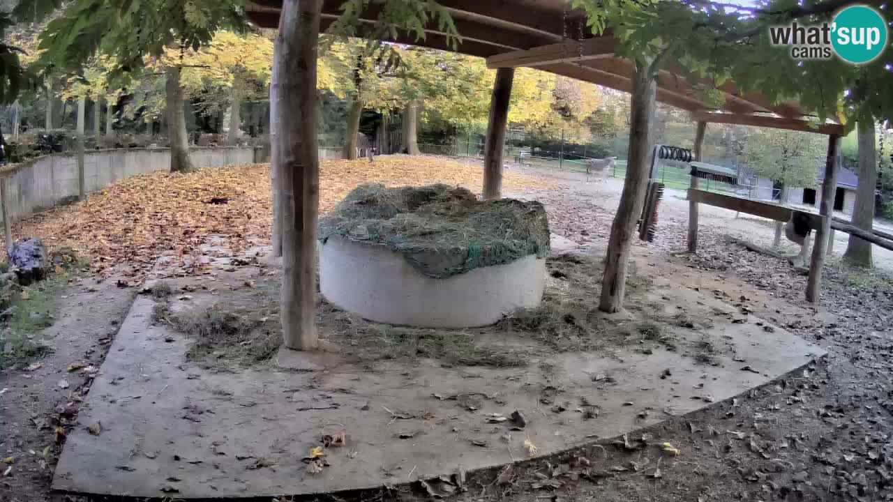 Web kamera uživo Zebras u ZOO Ljubljana – Slovenija