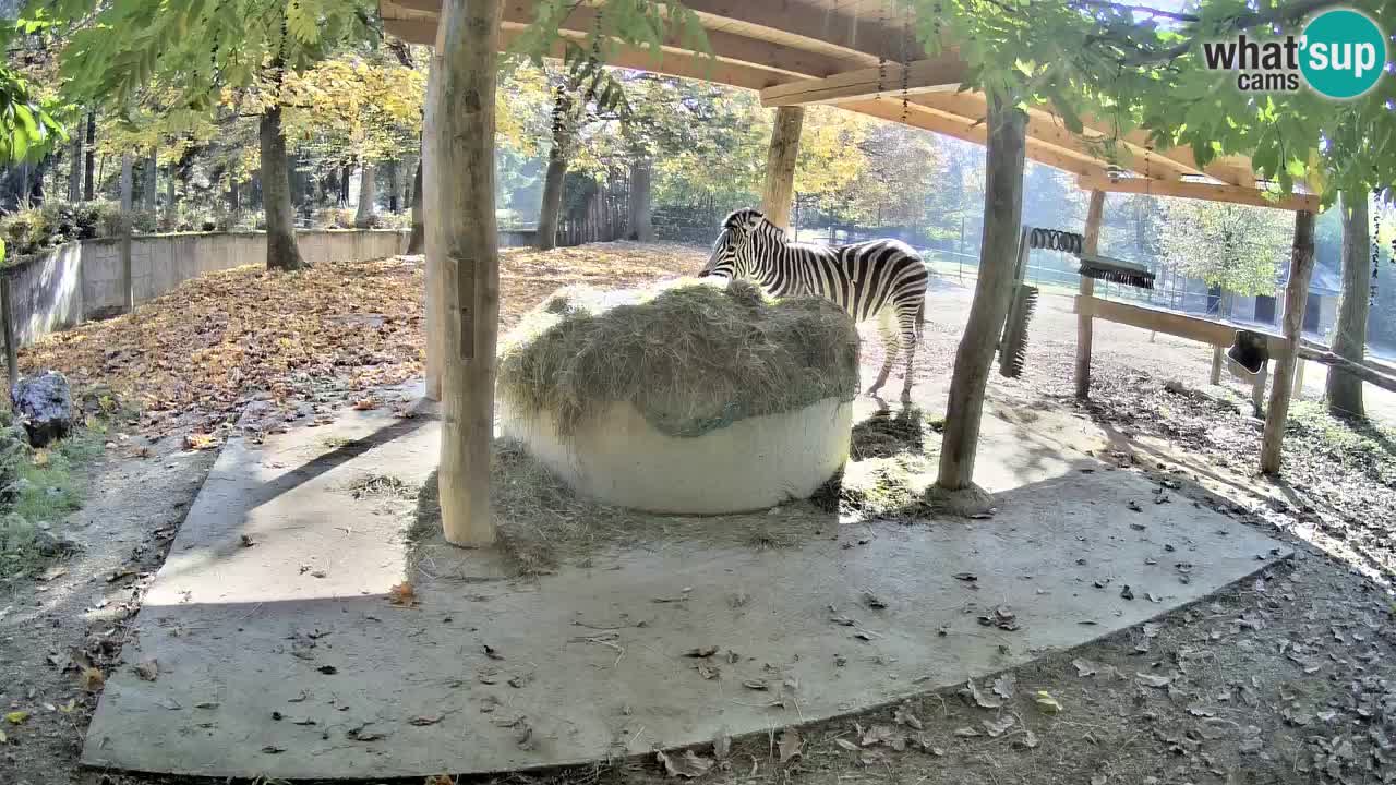 Live webcam Zebras in Ljubljana ZOO – Slovenia