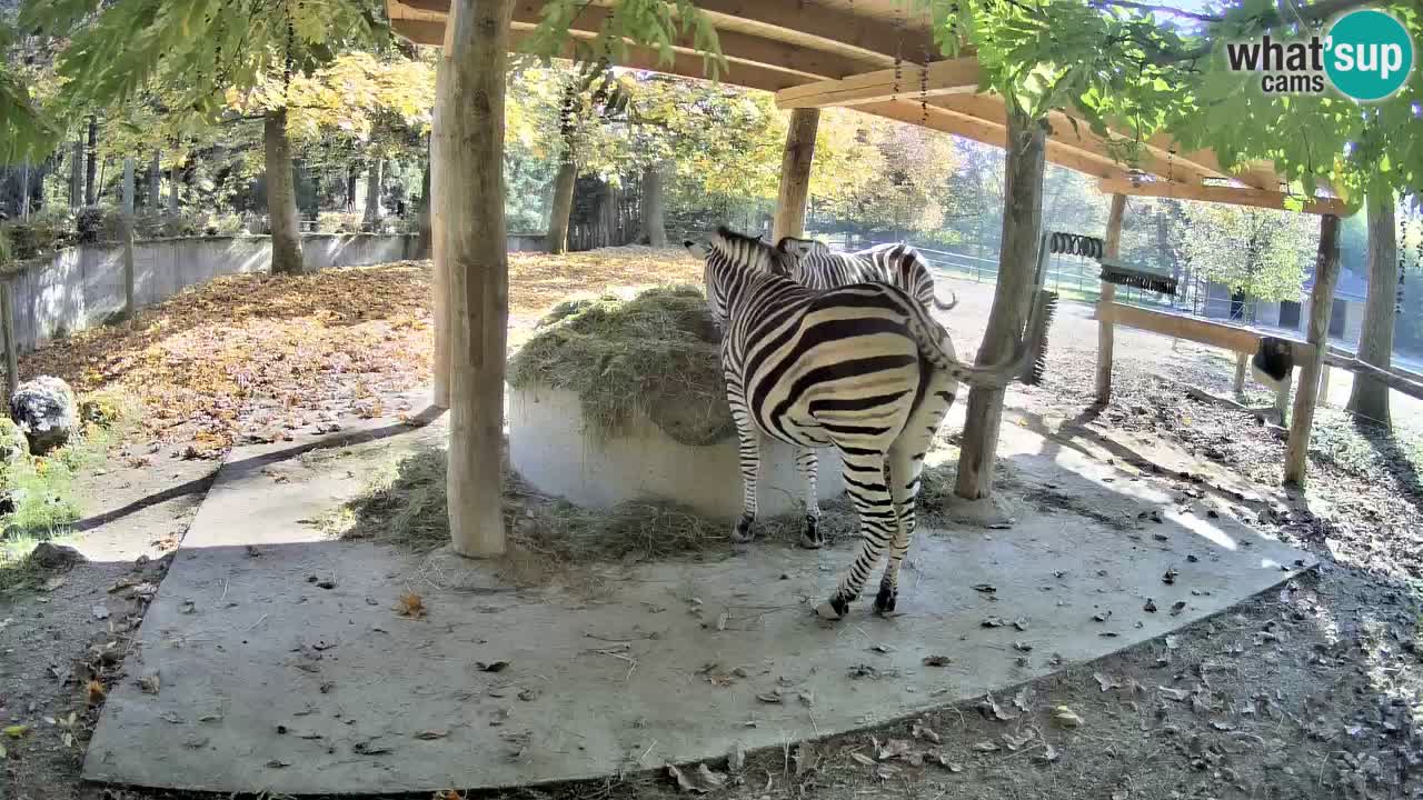 Zebre v živo v živalskem vrtu Ljubljana ZOO spletne kamere