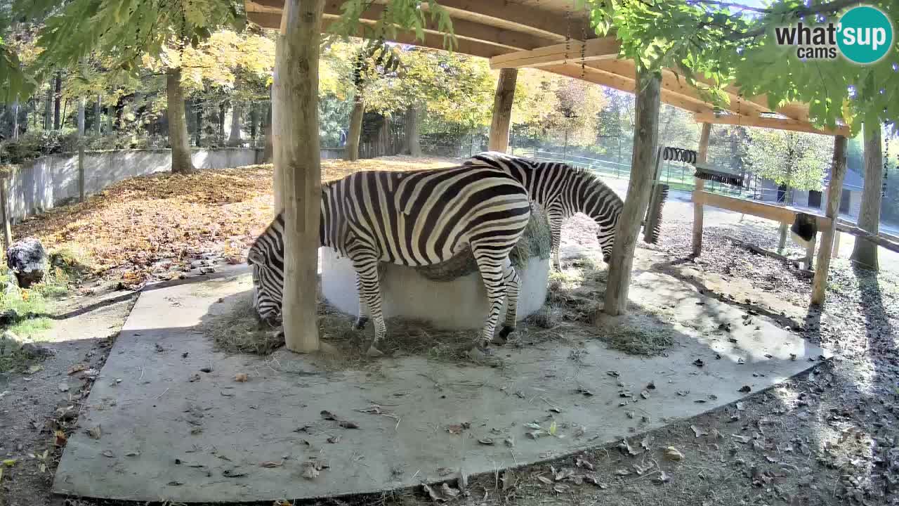 Zebre v živo v živalskem vrtu Ljubljana ZOO spletne kamere