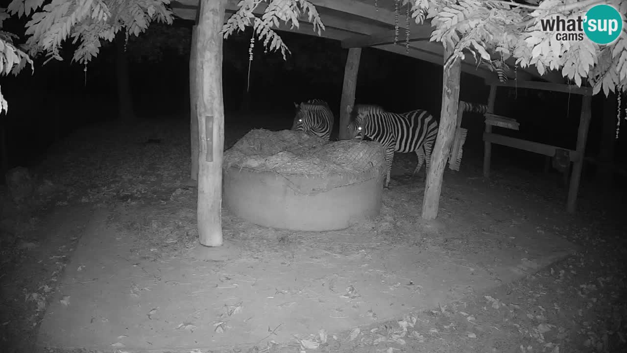 Web kamera uživo Zebras u ZOO Ljubljana – Slovenija