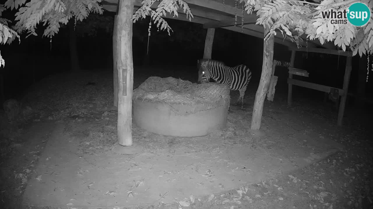 Zebre v živo v živalskem vrtu Ljubljana ZOO spletne kamere