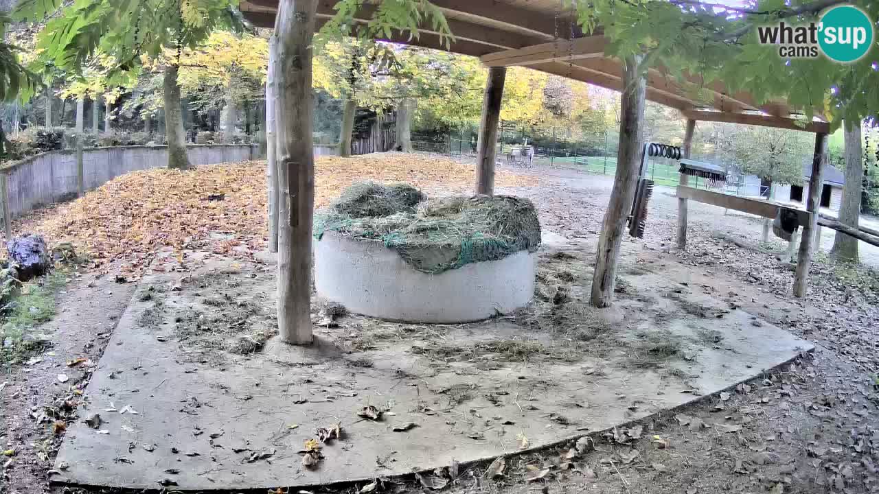 Web kamera uživo Zebras u ZOO Ljubljana – Slovenija