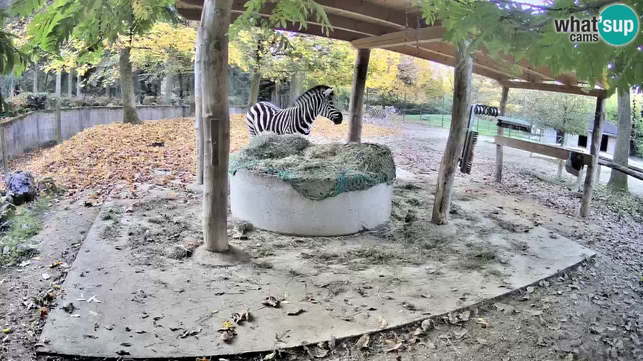 Camera en vivo Cebras in Ljubljana ZOO – Eslovenia