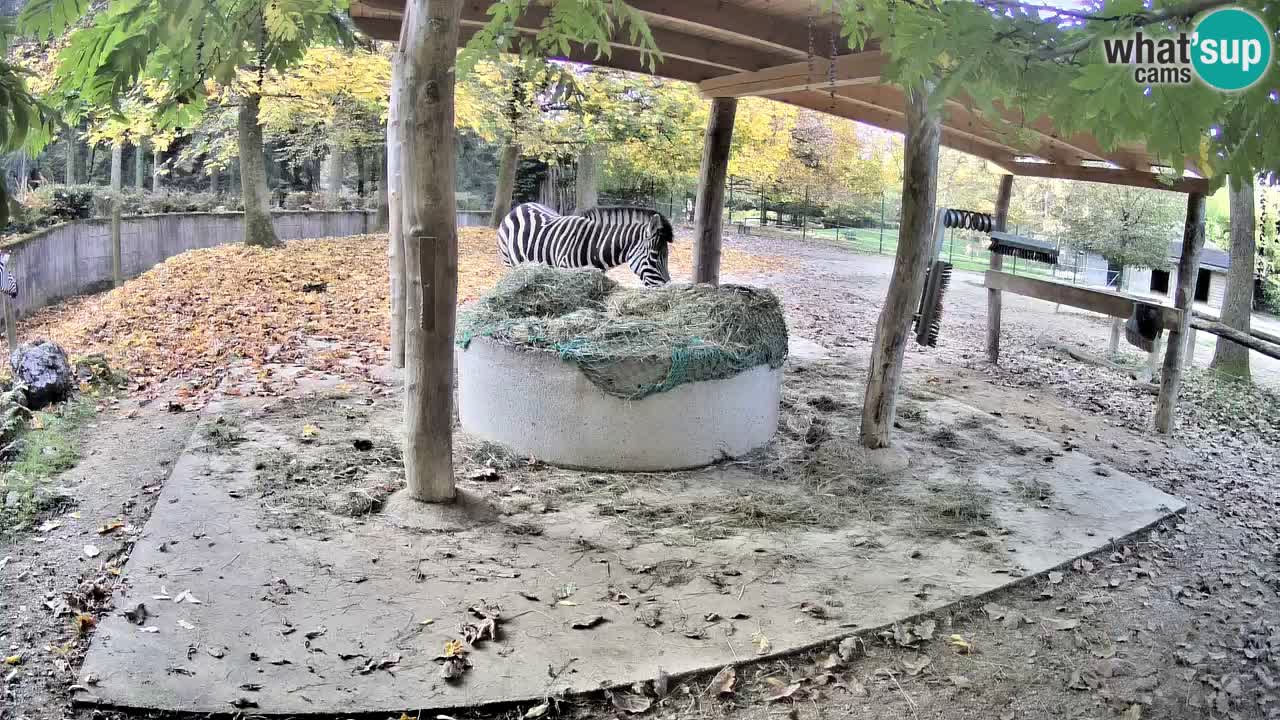 Live webcam Zebras in Ljubljana ZOO – Slovenia