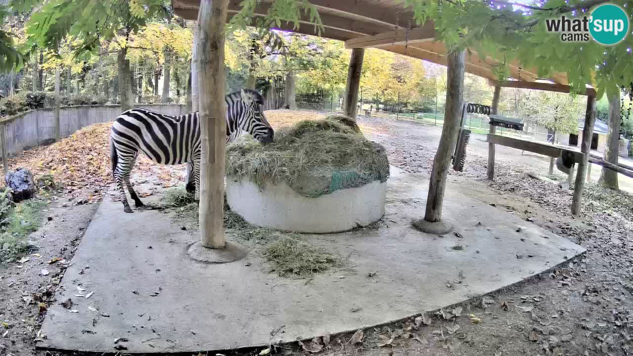 Camera en vivo Cebras in Ljubljana ZOO – Eslovenia