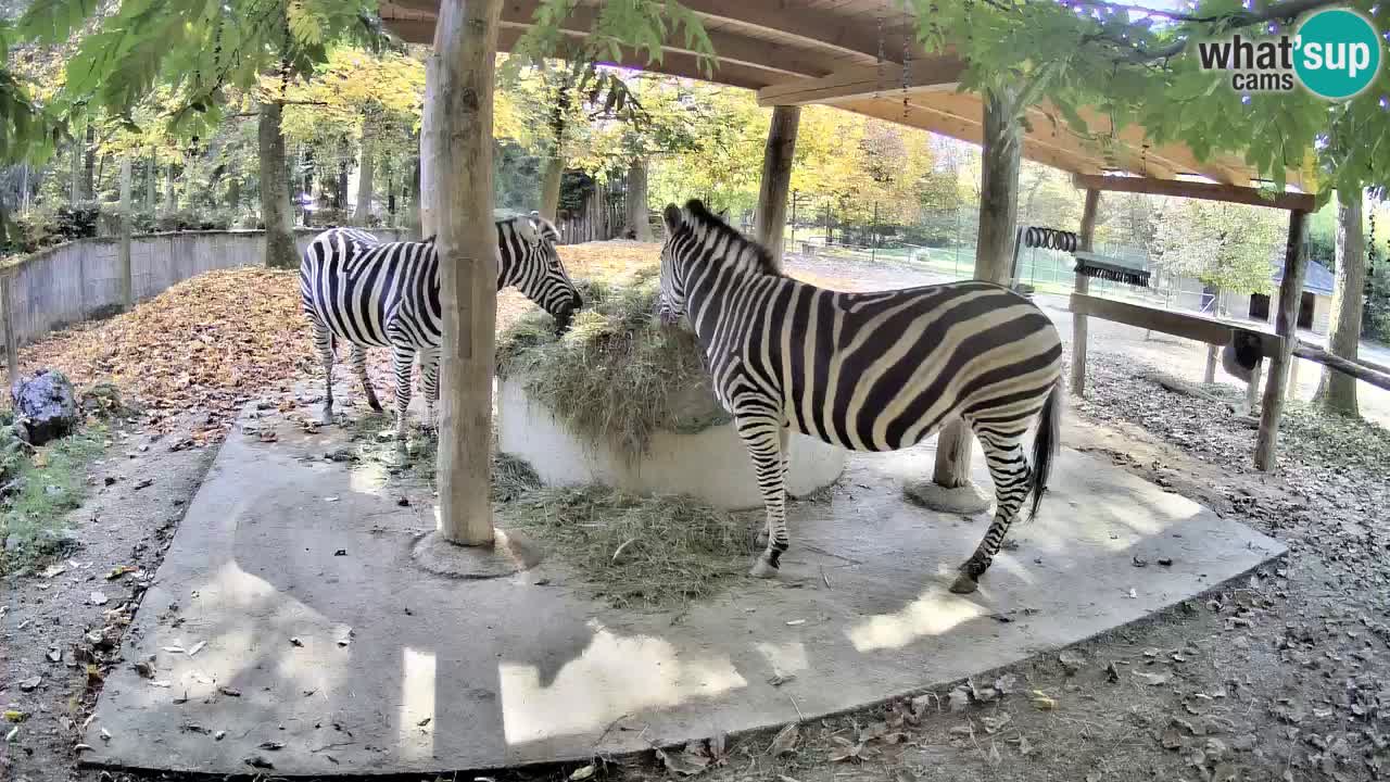 Camera en vivo Cebras in Ljubljana ZOO – Eslovenia
