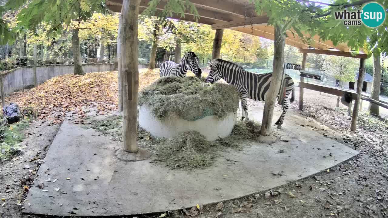 Live webcam Zebras in Ljubljana ZOO – Slovenia
