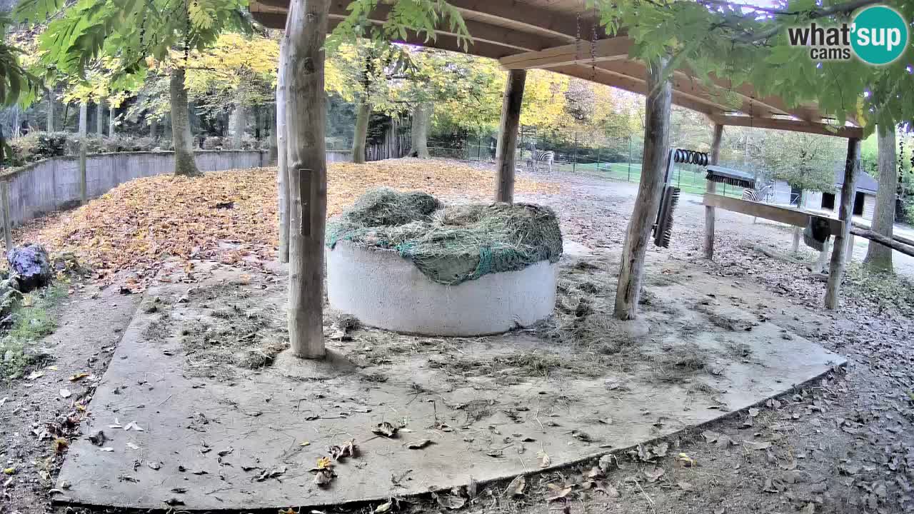 Live webcam Zebras in Ljubljana ZOO – Slovenia