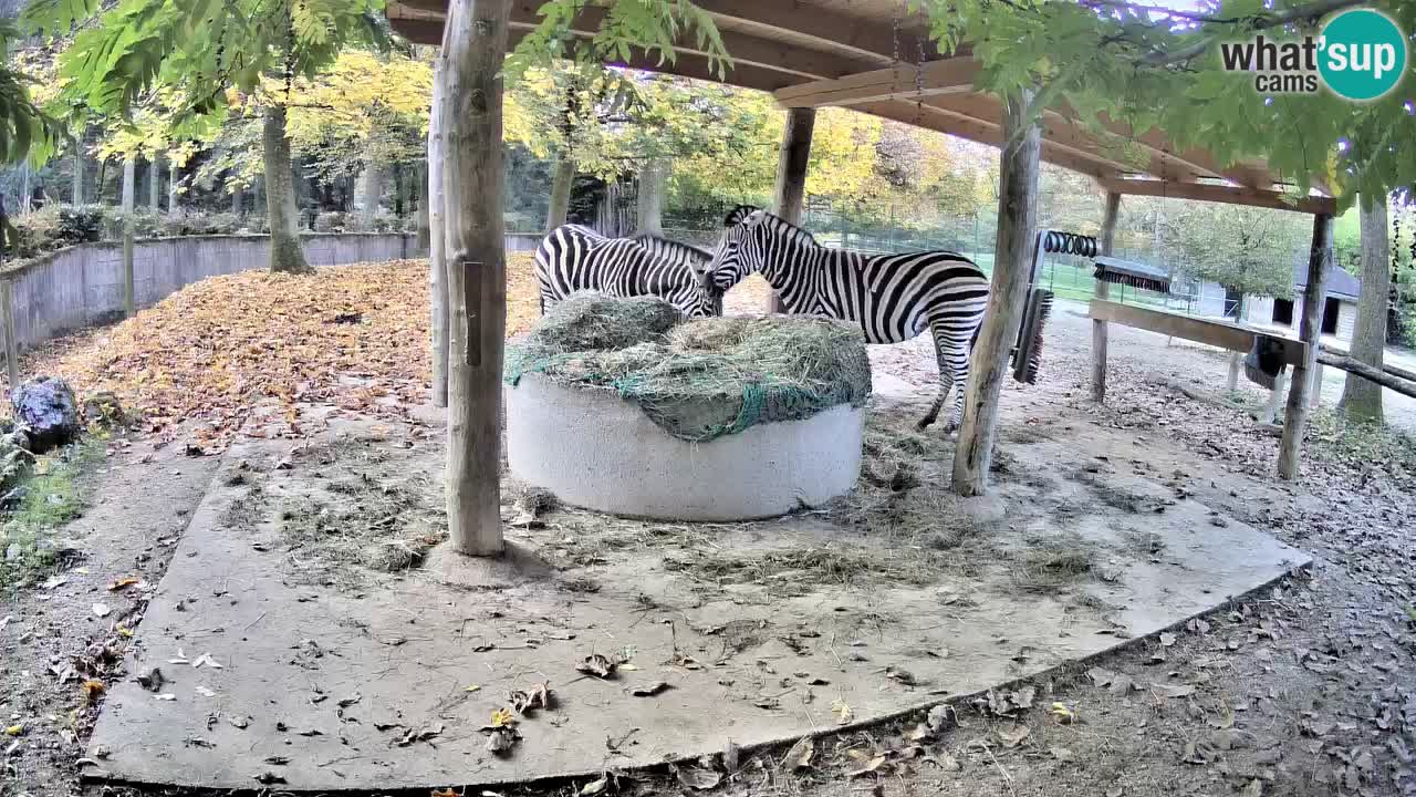 Live webcam Zebras in Ljubljana ZOO – Slovenia