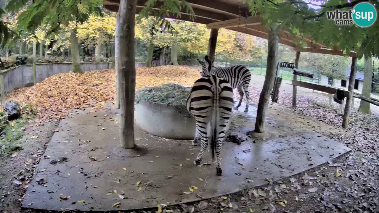 Le Zebre nello ZOO di Ljubljana – Slovenia Live webcam