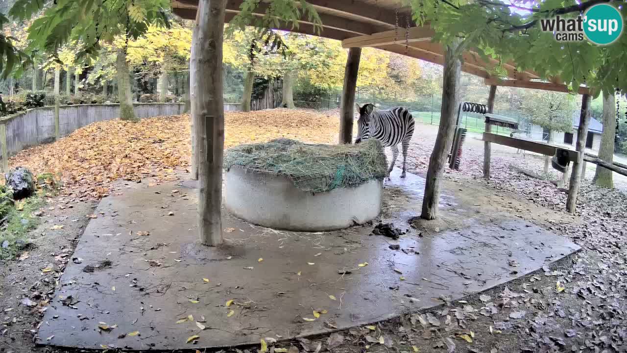 Live Webcam Zebras in Ljubljana ZOO – Slowenien