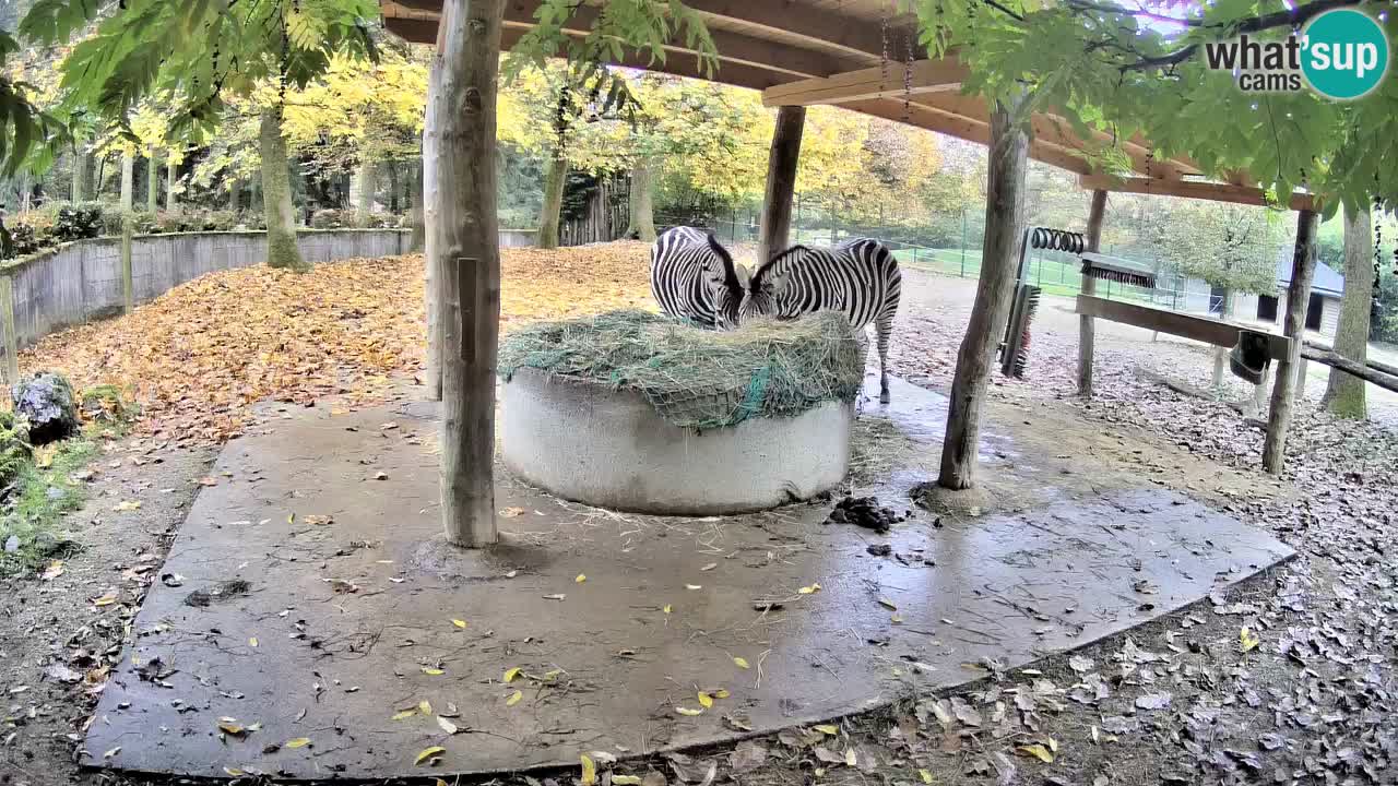 Live webcam Zebras in Ljubljana ZOO – Slovenia