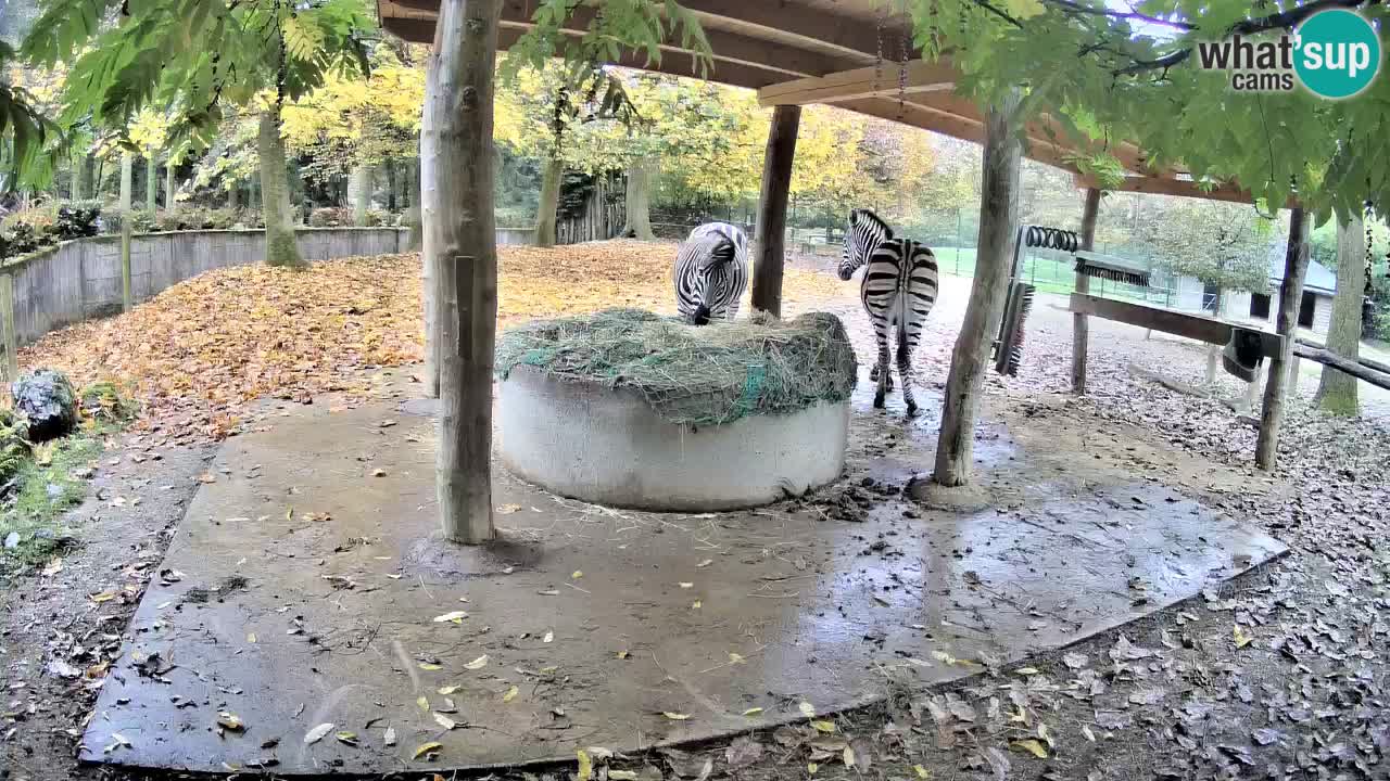Zebre v živo v živalskem vrtu Ljubljana ZOO spletne kamere