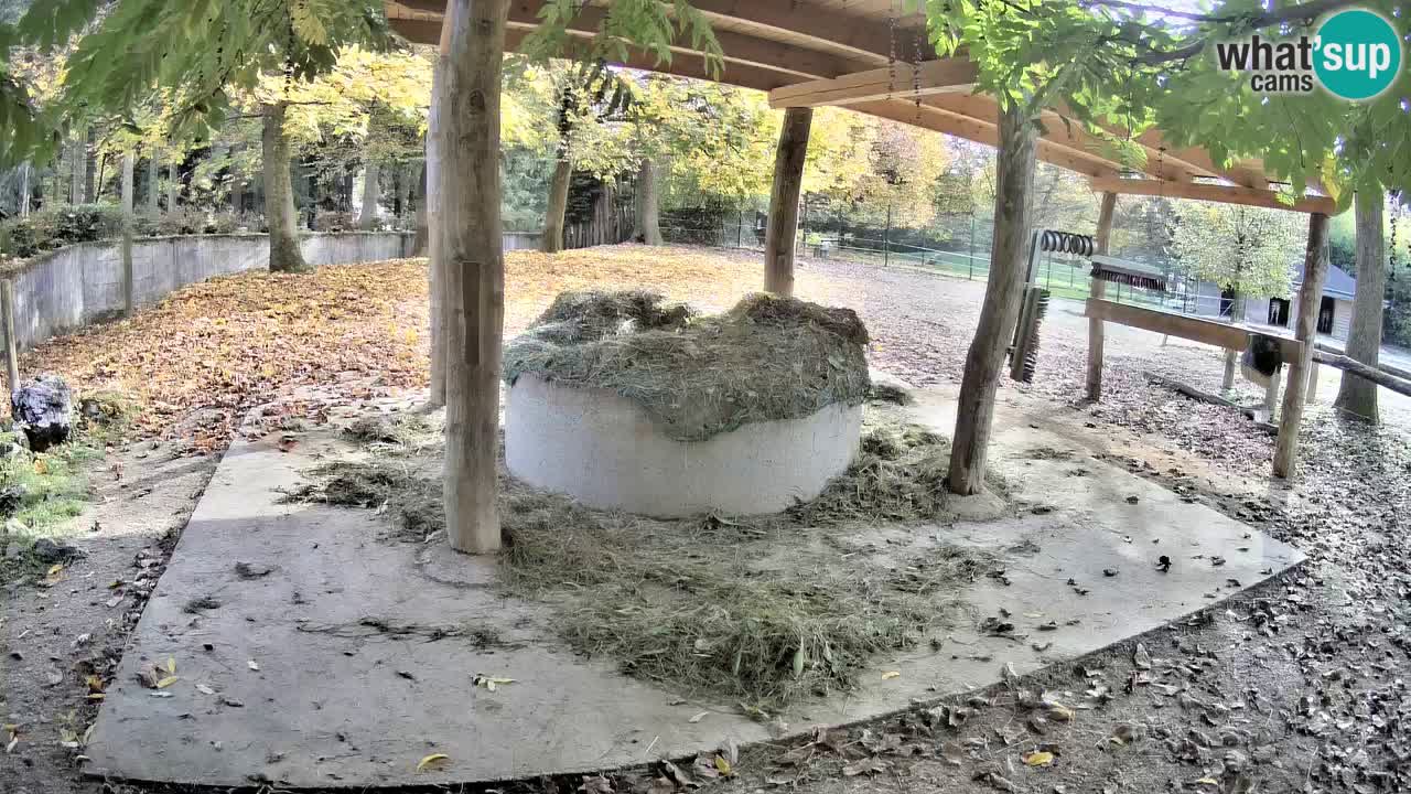 Live webcam Les zèbres in Ljubljana ZOO – Slovénie