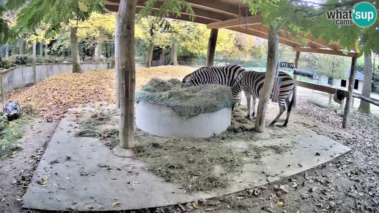 Live Webcam Zebras in Ljubljana ZOO – Slowenien