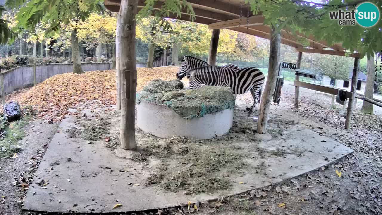 Live webcam Zebras in Ljubljana ZOO – Slovenia