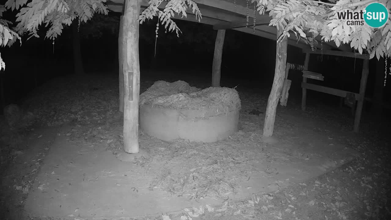 Le Zebre nello ZOO di Ljubljana – Slovenia Live webcam