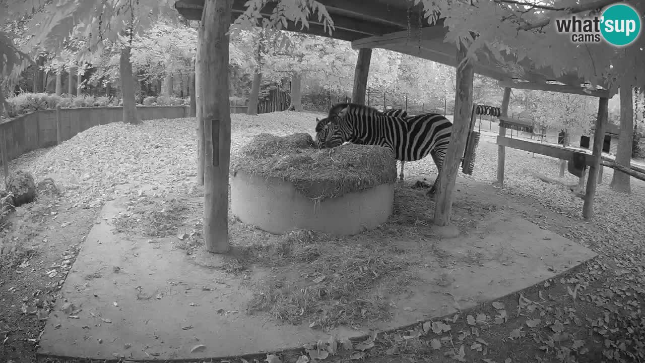 Live webcam Les zèbres in Ljubljana ZOO – Slovénie