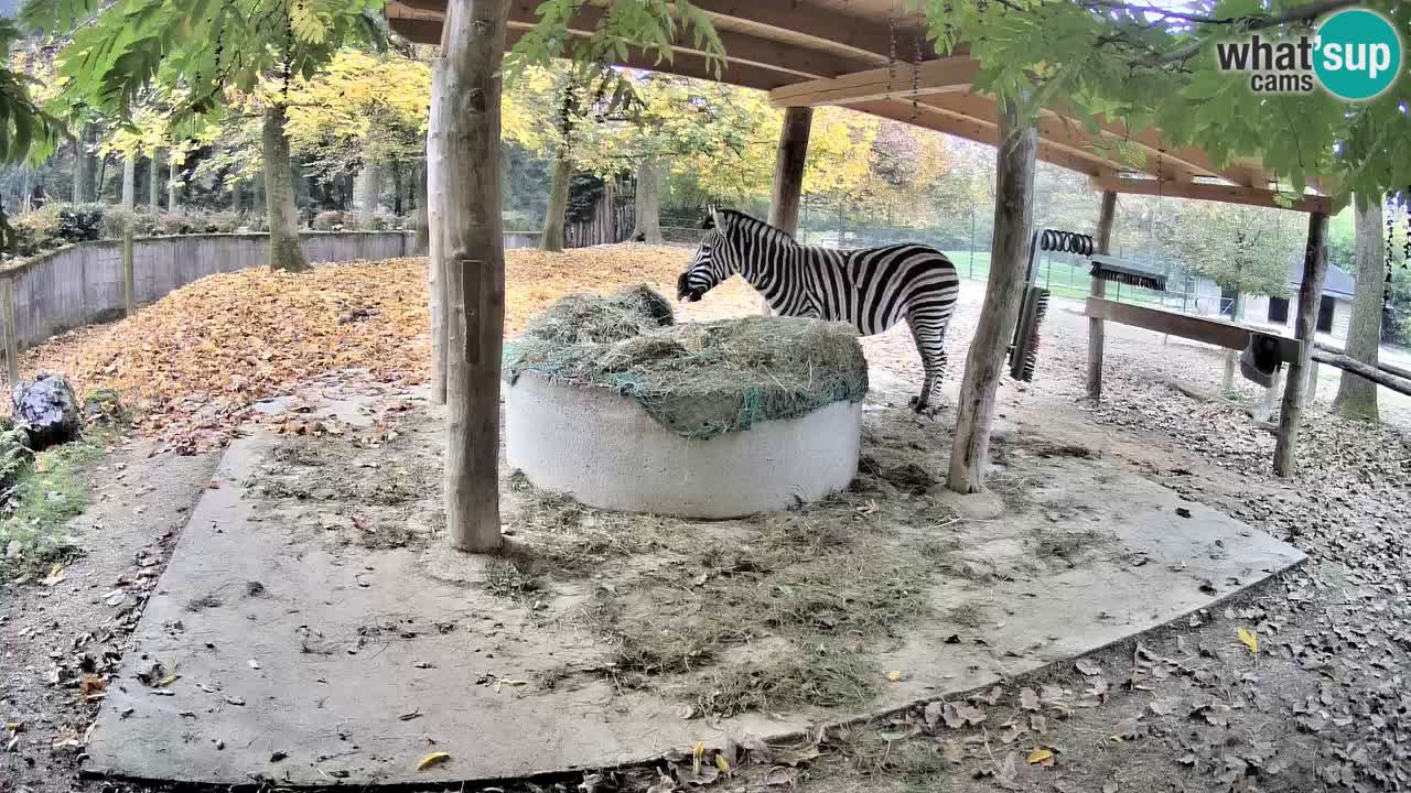 Camera en vivo Cebras in Ljubljana ZOO – Eslovenia