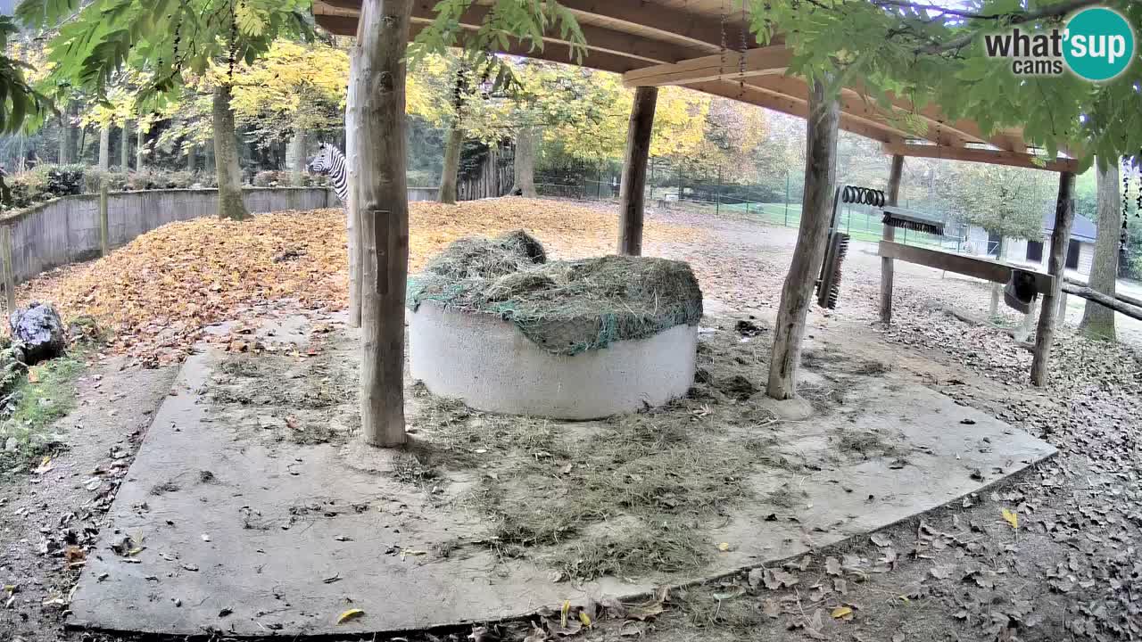 Live webcam Les zèbres in Ljubljana ZOO – Slovénie