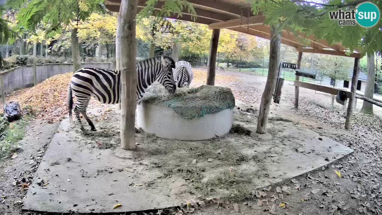 Live webcam Les zèbres in Ljubljana ZOO – Slovénie