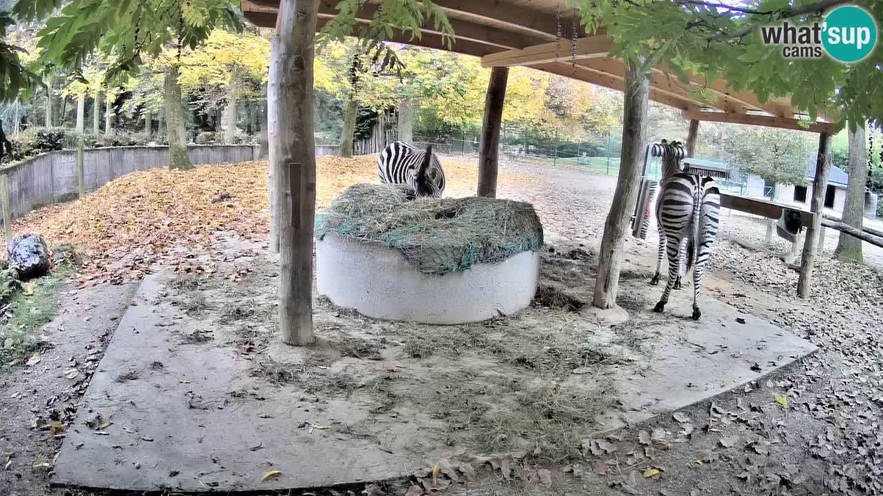 Live webcam Zebras in Ljubljana ZOO – Slovenia