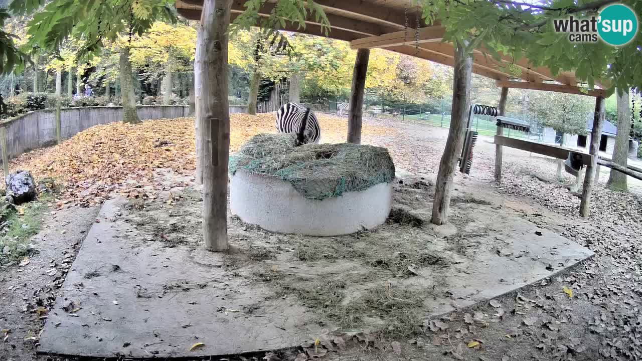 Zebre v živo v živalskem vrtu Ljubljana ZOO spletne kamere