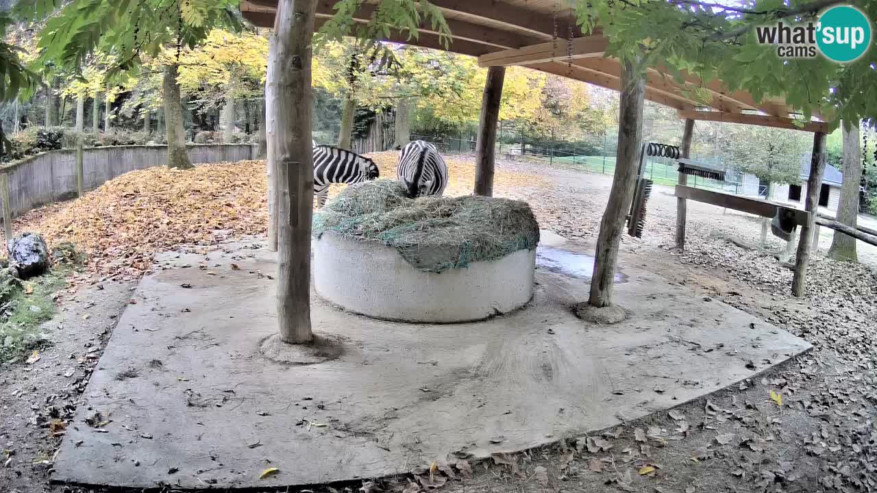 Live Webcam Zebras in Ljubljana ZOO – Slowenien