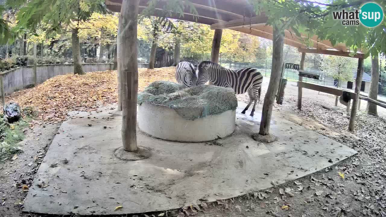 Camera en vivo Cebras in Ljubljana ZOO – Eslovenia