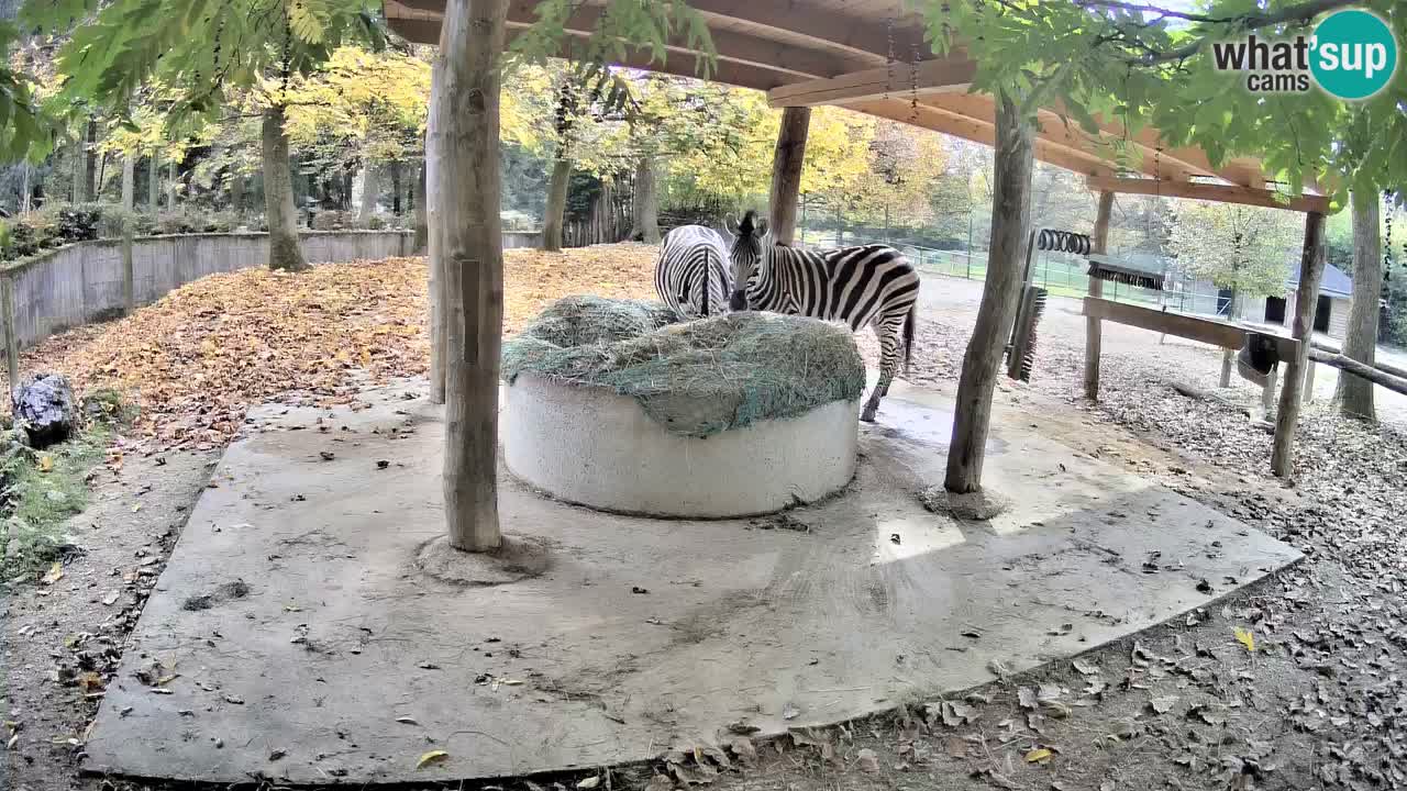 Camera en vivo Cebras in Ljubljana ZOO – Eslovenia