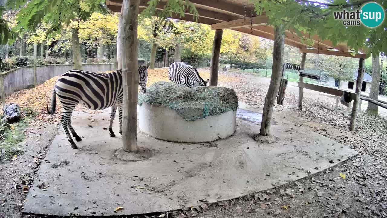 Live webcam Les zèbres in Ljubljana ZOO – Slovénie