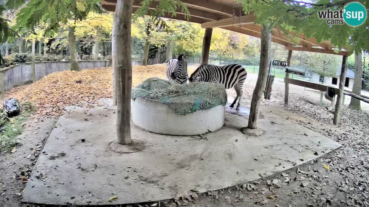 Live Webcam Zebras in Ljubljana ZOO – Slowenien