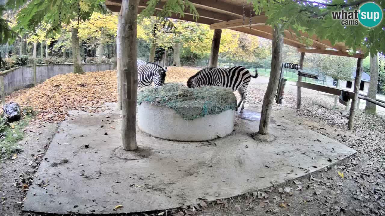 Live webcam Zebras in Ljubljana ZOO – Slovenia