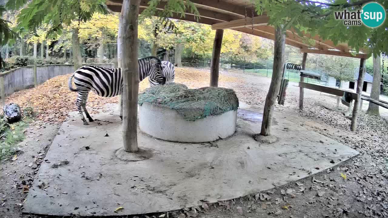 Camera en vivo Cebras in Ljubljana ZOO – Eslovenia