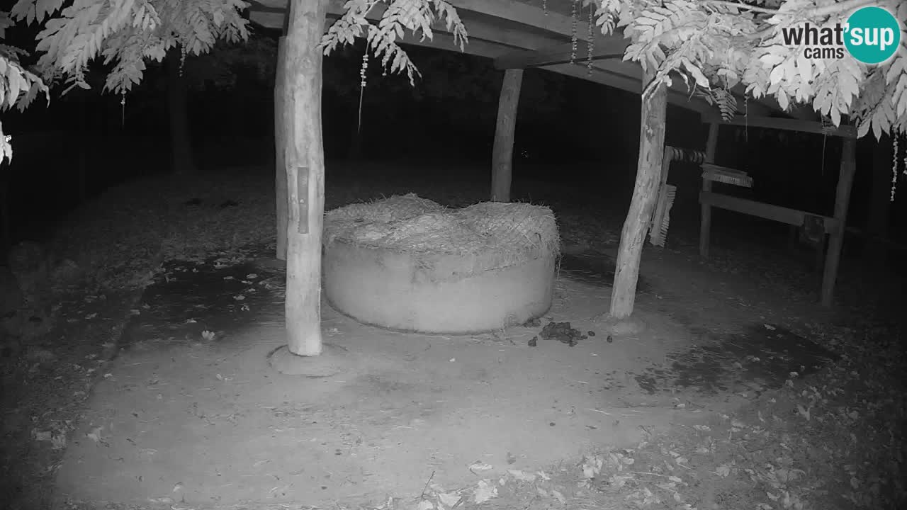 Live webcam Zebras in Ljubljana ZOO – Slovenia