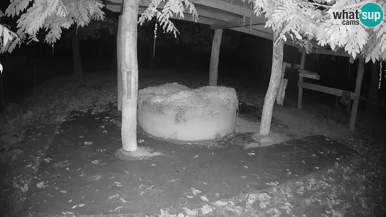 Zebre v živo v živalskem vrtu Ljubljana ZOO spletne kamere