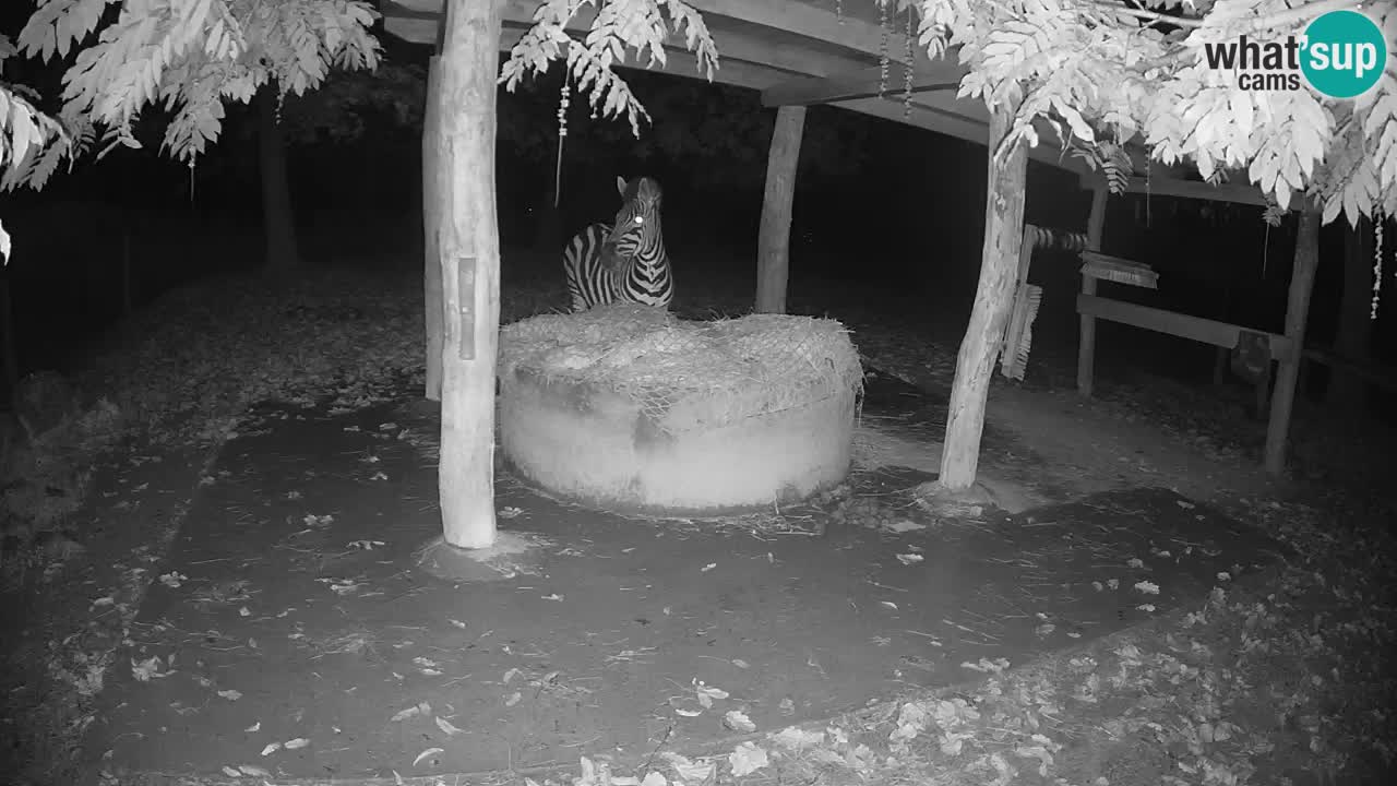 Le Zebre nello ZOO di Ljubljana – Slovenia Live webcam